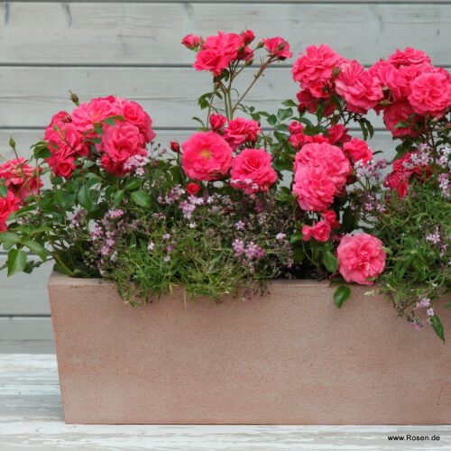 ROSA KORDES 2L Bad Birnbach® - Obrázek 3