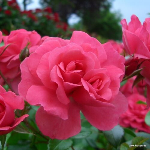 ROSA KORDES 2L Bad Birnbach® - Obrázek 5