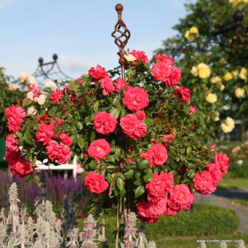 ROSA KORDES 2L Bad Birnbach® - Obrázek 7