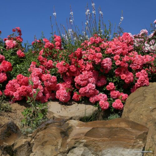 ROSA KORDES 2L Bad Birnbach® - Obrázek 6