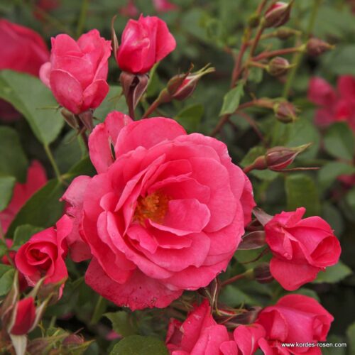 ROSA KORDES 2L Bad Birnbach® - Obrázek 8