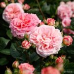 ROSA KORDES 2L Amaretto® - Obrázek 2