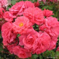 ROSA KORDES 2L Bad Birnbach®