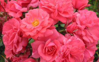 ROSA KORDES 2L Bad Birnbach®
