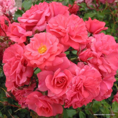 ROSA KORDES 2L Bad Birnbach® - Obrázek 1