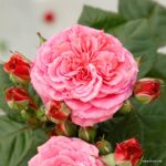 ROSA KORDES 2L Amaretto® - Obrázek 5