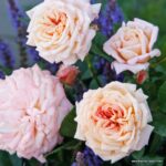 ROSA KORDES 2L Amaretto® - Obrázek 6