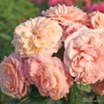 ROSA KORDES 2L Amaretto® - Obrázek 4