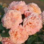 ROSA KORDES 2L Amaretto® - Obrázek 3