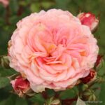ROSA KORDES 2L Amaretto®