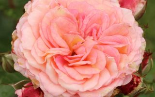 ROSA KORDES 2L Amaretto®