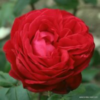 ROSA KORDES 2L Tiamo®
