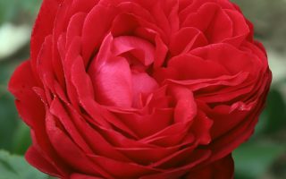 ROSA KORDES 2L Tiamo®