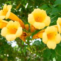 Campsis rad. 'Yellow Trumpet' 70 cm