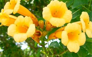 Campsis rad. 'Yellow Trumpet' 70 cm