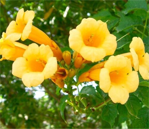 Campsis rad. 'Yellow Trumpet' 70 cm - Obrázek 1