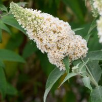 Buddleja dav. Buzz 'Ivory'©