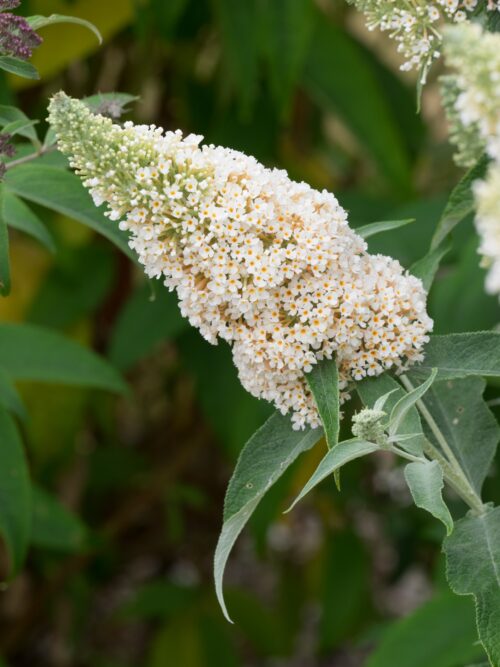 Buddleja dav. Buzz 'Ivory'© - Obrázek 1