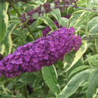 Buddleja dav. 'Harlequin' 20 - 30 cm