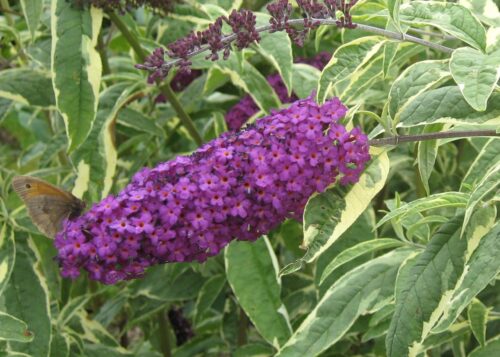 Buddleja dav. 'Harlequin' 20 - 30 cm - Obrázek 1