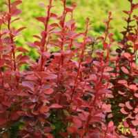 Berberis thunb. 'Orange Rocket'®20 - 30 cm