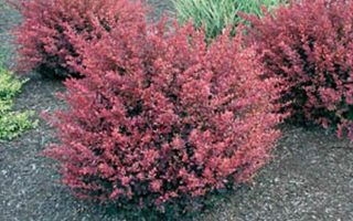 Berberis thunb. 'Inspiration' 20 - 30 cm