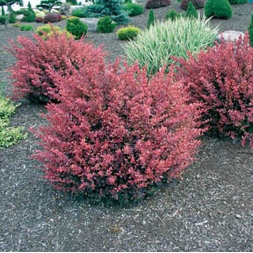 Berberis thunb. 'Inspiration' 20 - 30 cm - Image 1
