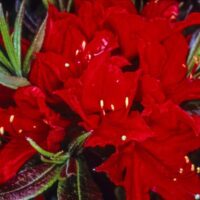 Azalea (M) 'Wallowa  Red' 30 - 40 cm