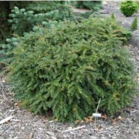 Berberis frik. 'Amstelveen' 20 - 30 cm