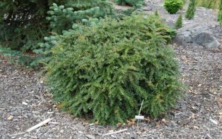 Berberis frik. 'Amstelveen' 20 - 30 cm