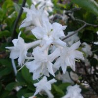 Azalea (KH) 'Whitethroat'