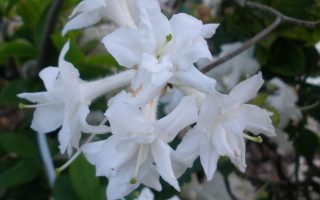 Azalea (KH) 'Whitethroat'
