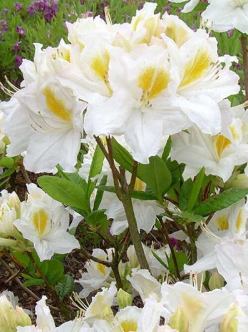 Azalea (KH) 'Möwe' 60 KM - Obrázek 1