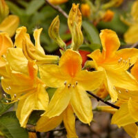 Azalea (KH) 'Goldtopas'