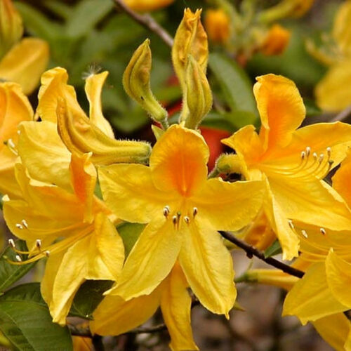 Azalea (KH) 'Goldtopas' - Obrázek 1