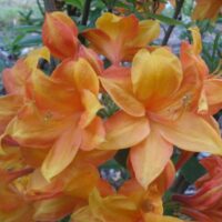 Azalea (KH) 'Golden Eagle'