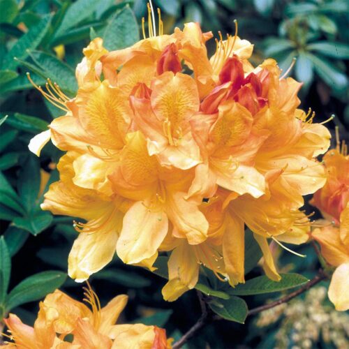 Azalea (KH) 'Anneke'30 - 40 cm - Image 1