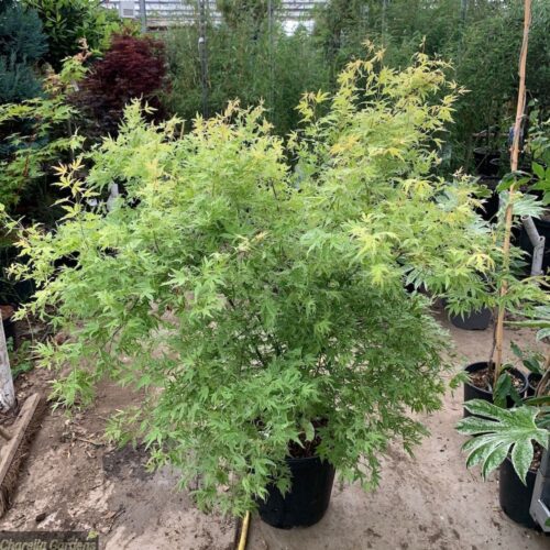 Acer palm. 'Metamorphosa' 60 + cm - Obrázek 1