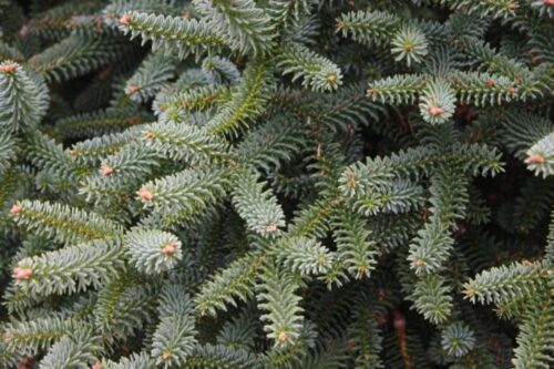 Abies pinsapo 'Kelleris' - Obrázek 1