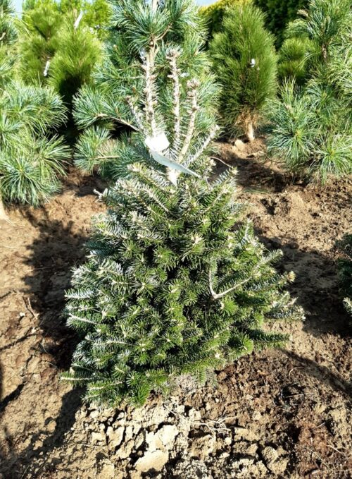 Abies x koreocarpa 'Discus' - Obrázek 1