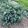Abies pinsapo 'Horstmann' - Kontejner 5 l, v. 15-20 cm