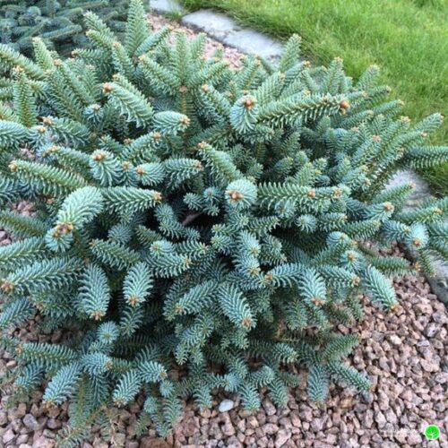 Abies pinsapo 'Horstmann' - Obrázek 1