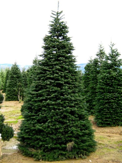 Abies nordmanniana - Obrázek 1
