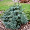 Abies concolor 'Hexe' - Kontejner 10 l, v. 40-60 cm
