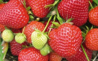 Jahody – sazenice 'Symphony', 10-pack