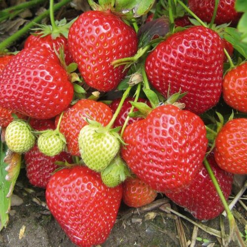 Jahody – sazenice 'Symphony', 10-pack - Obrázek 1