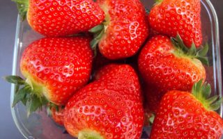 Jahody – sazenice Vivaldi (10pack), poloraná, exclusive