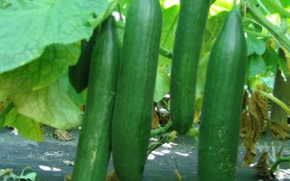 Roubovaná okurka SALADIN F1