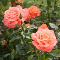 ROSA KORDES 2L Hamburger Deern®