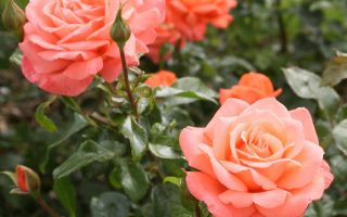 ROSA KORDES 2L Hamburger Deern®